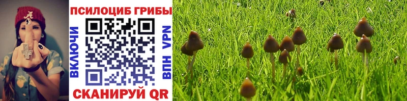 Галлюциногенные грибы Psilocybine cubensis продажа наркотиков Волгореченск